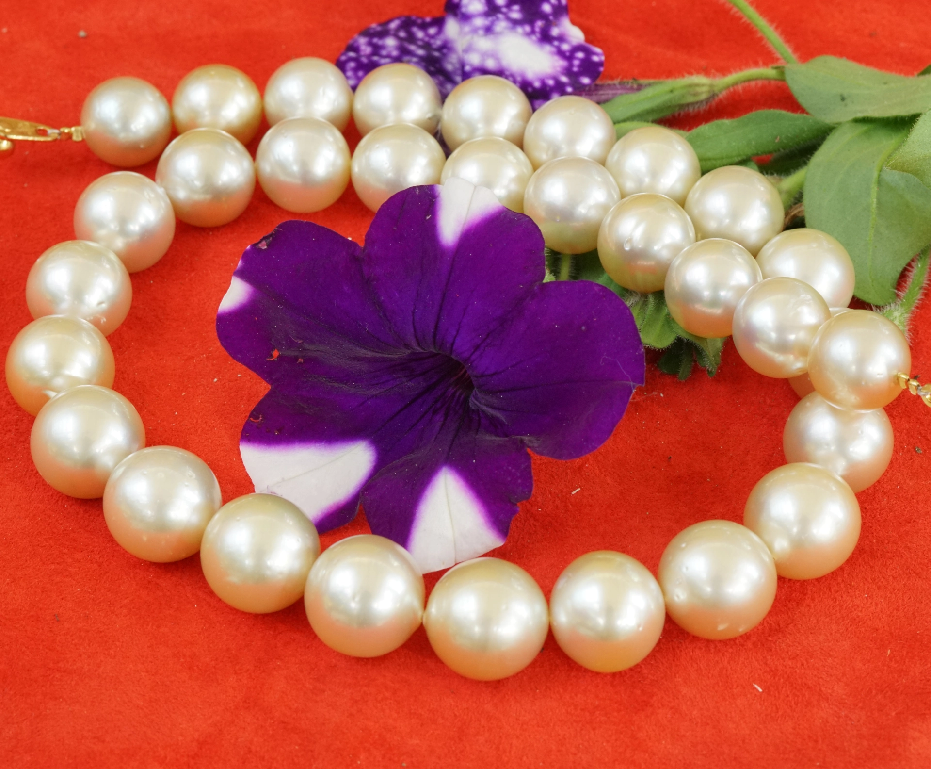 Southsea Pearl Necklace 15 x 13 mm light champagne AAA+...great Quality