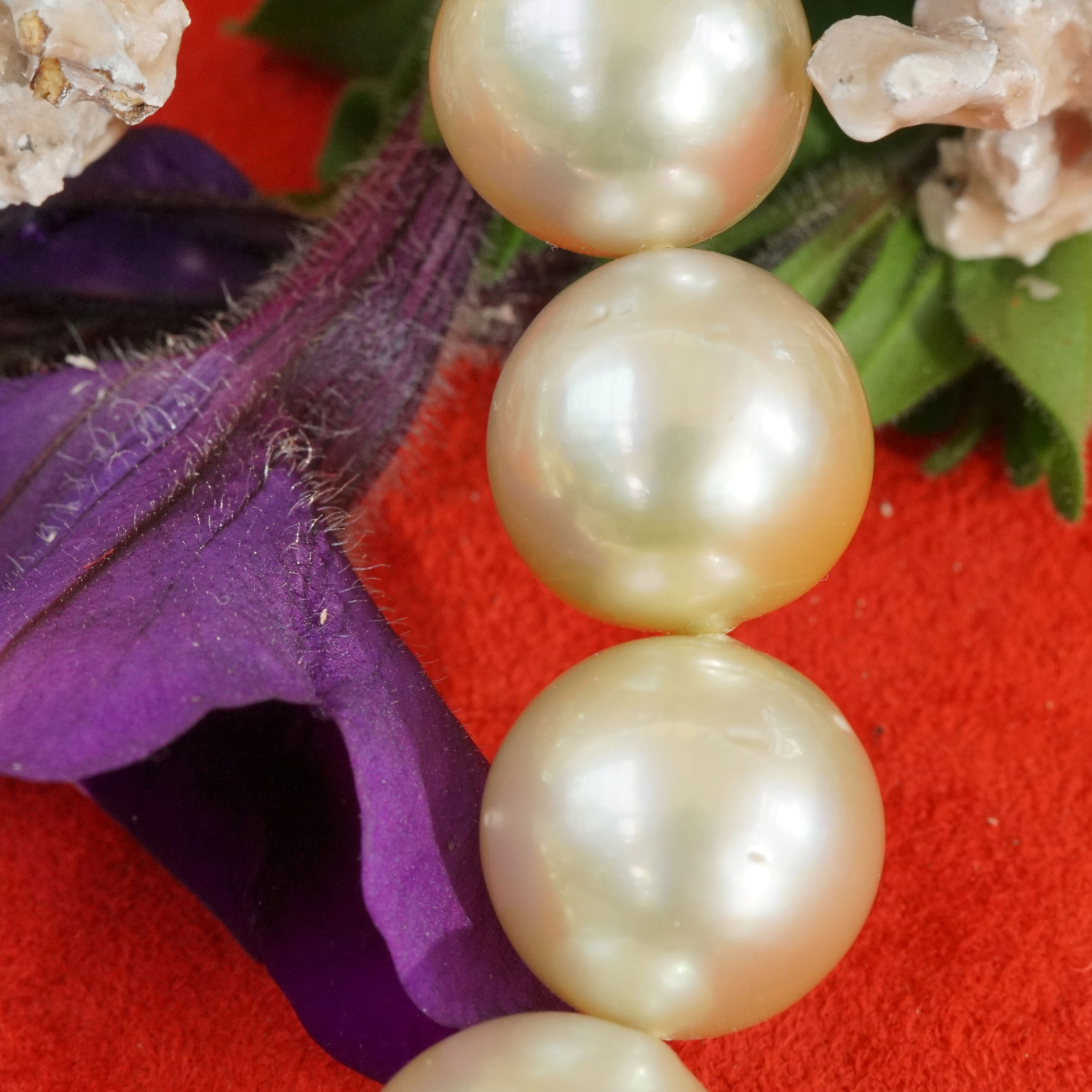 Southsea Pearl Necklace 15 x 13 mm light champagne AAA+...great Quality