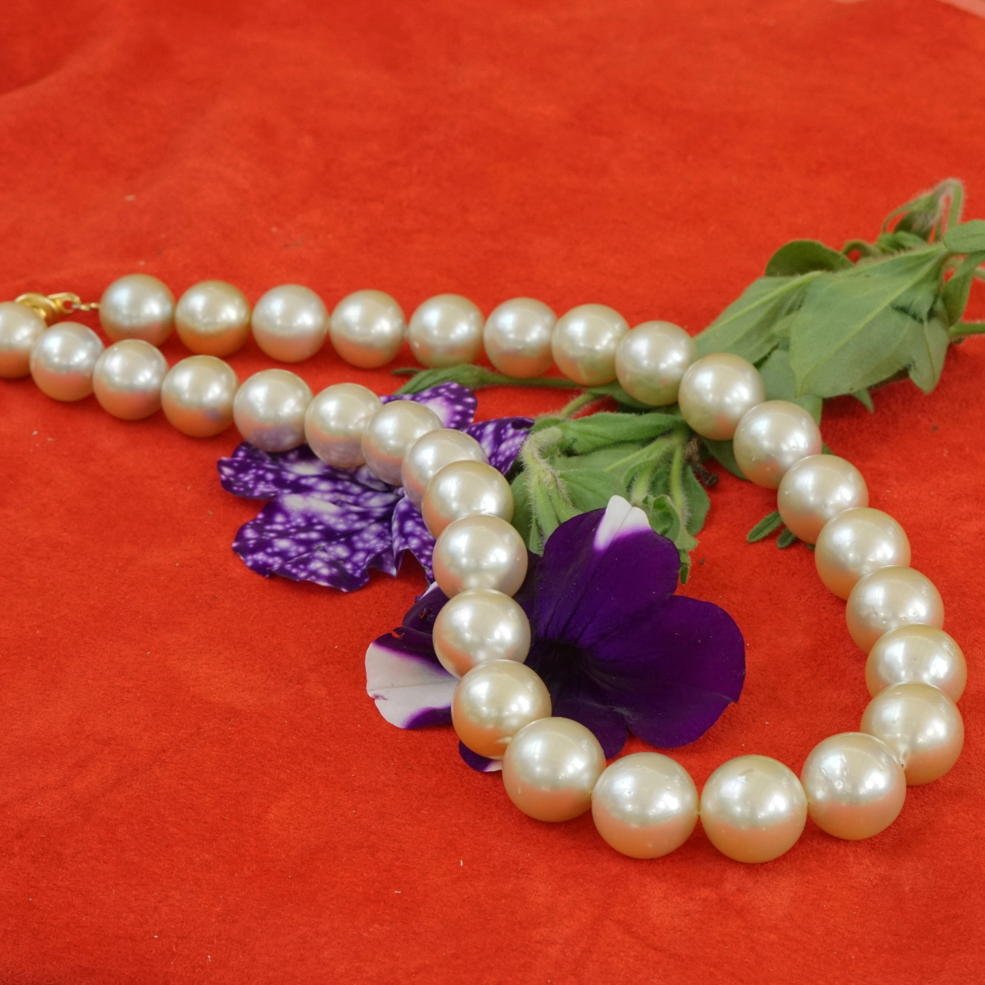 Southsea Pearl Necklace 15 x 13 mm light champagne AAA+...great Quality